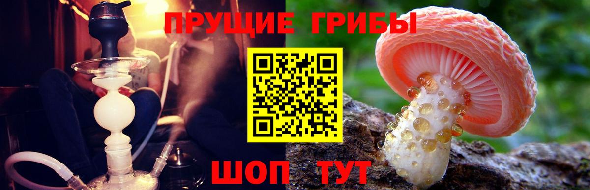 Псилоцибиновые грибы GOLDEN TEACHER Зима