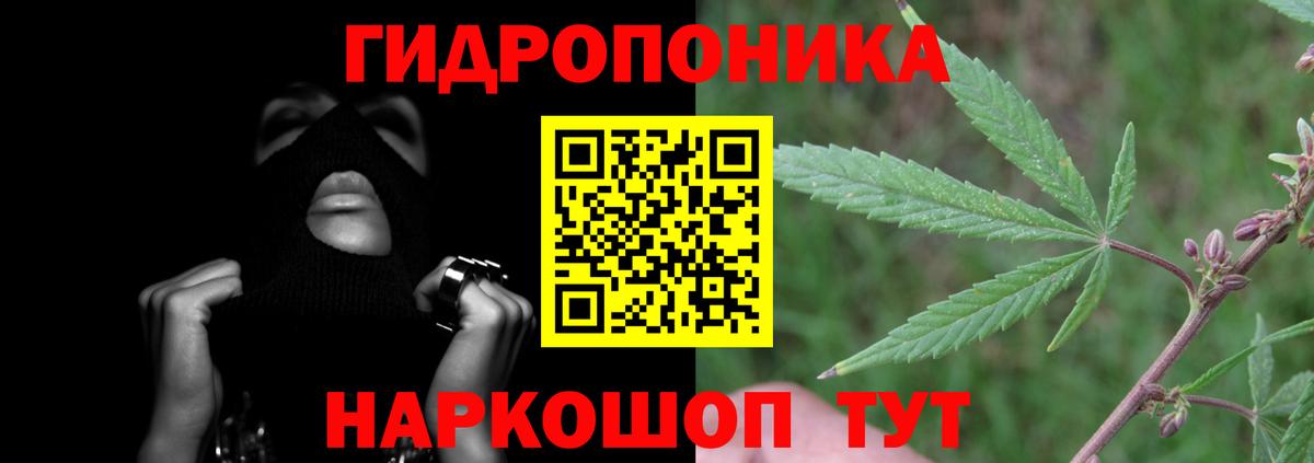 Шишки марихуана OG Kush Зима